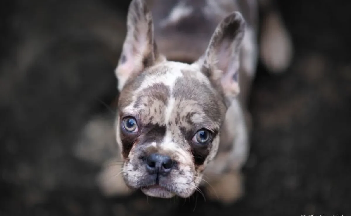 Conheça algumas curiosidades sobre o cachorro merle