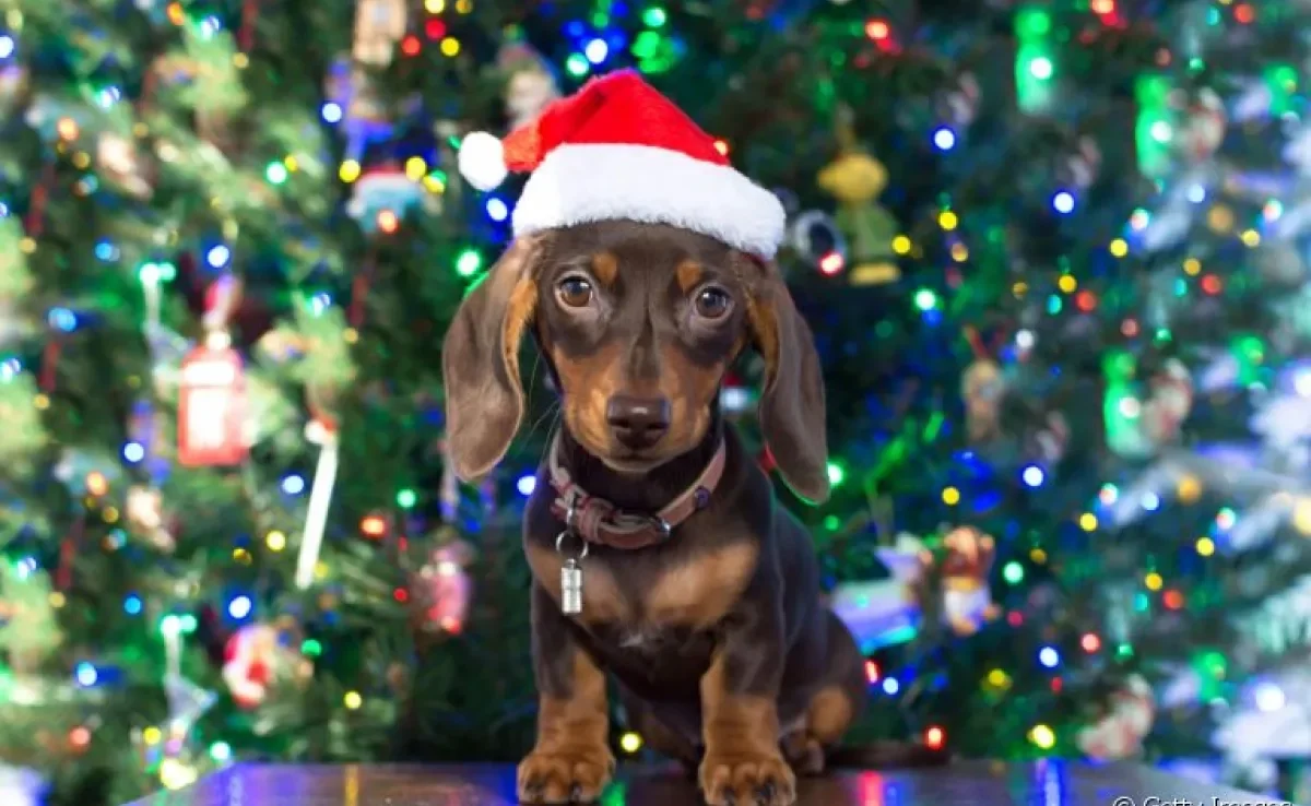 Cachorro de presente de Natal pode não ser uma boa ideia. Entenda o motivo!