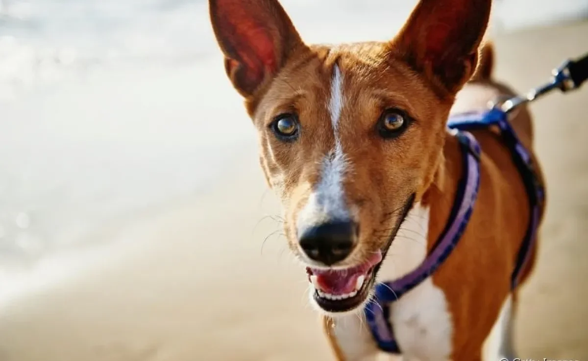 Veja alguns fatos do comportamento canino que descobrimos em 2020