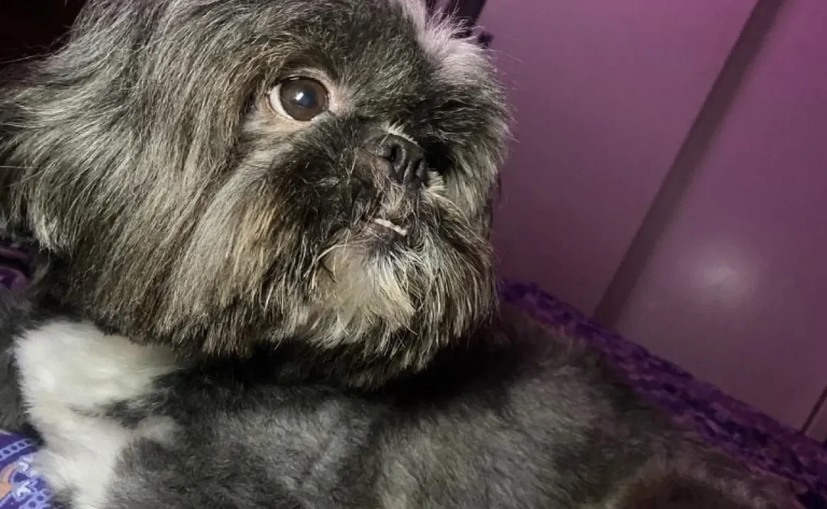 Veja 4 aprendizados promovidos pela convivência entre os cachorros e seus donos