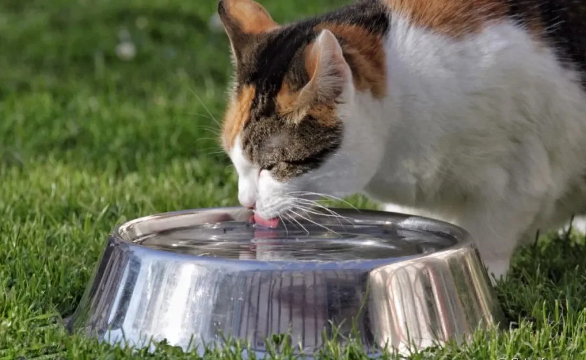 Quando o gato bebe água adequadamente, várias doenças podem ser evitadas