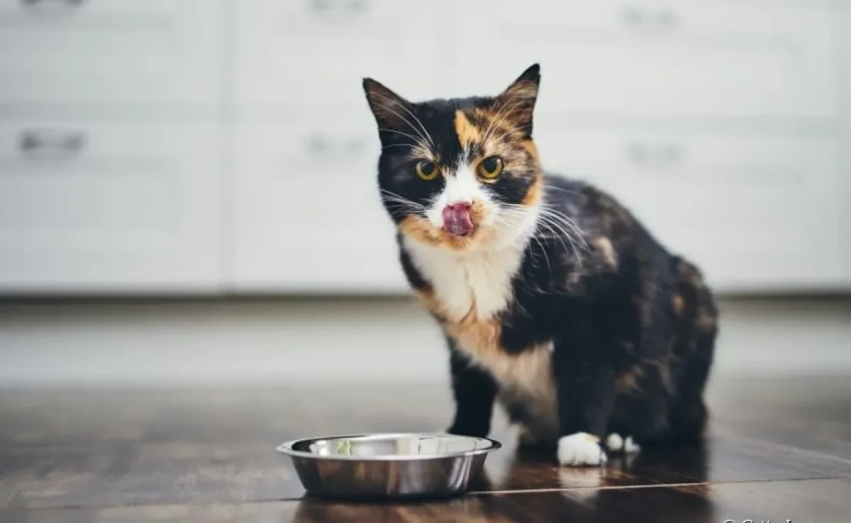 Gato não quer comer por causa do calor? Saiba como lidar com isso!