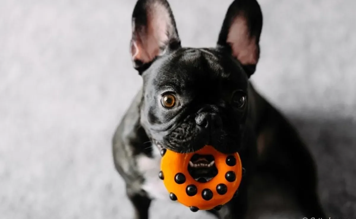 Brinquedos para distrair cachorro: das bolinhas recheadas aos mordedores