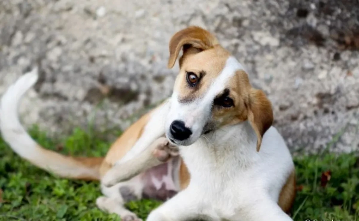 Alergia em cachorro: saiba mais sobre a dermatite de contato