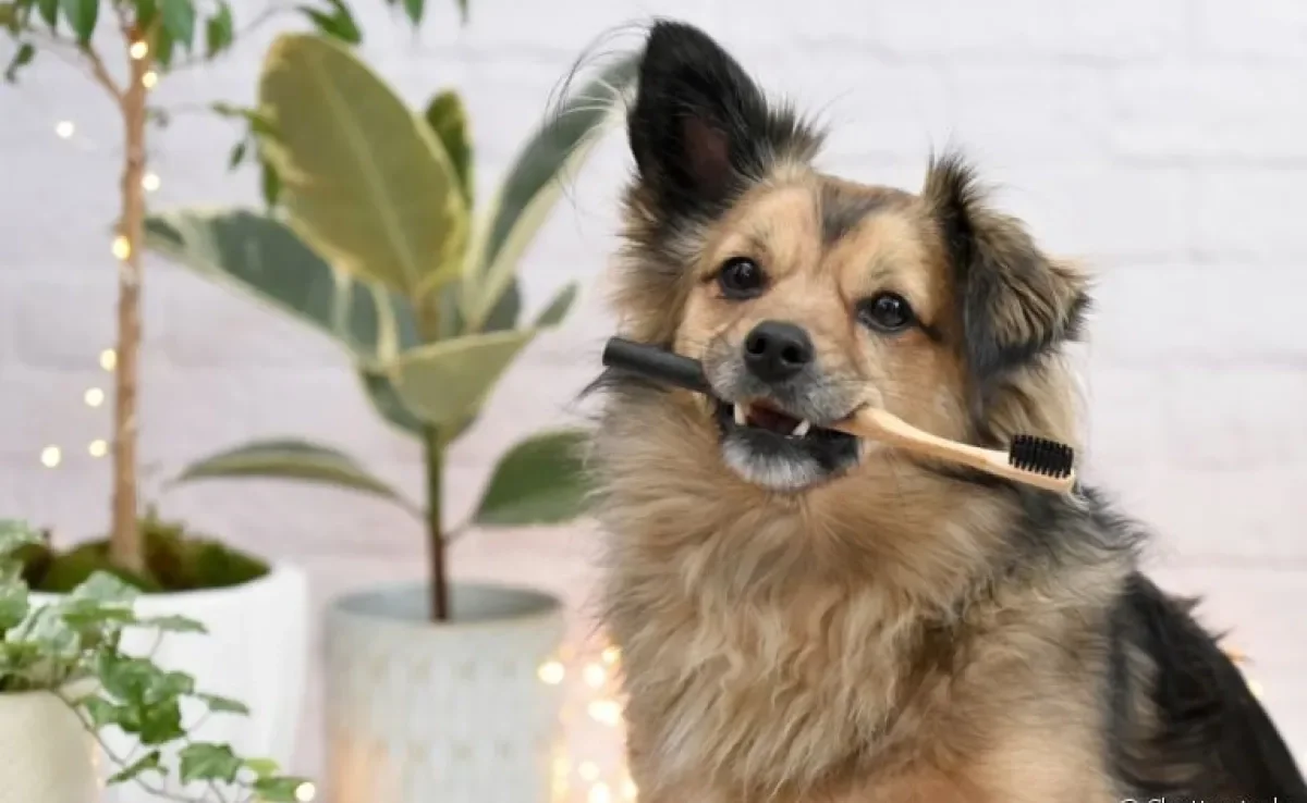 Saiba como tirar mau hálito de cachorro