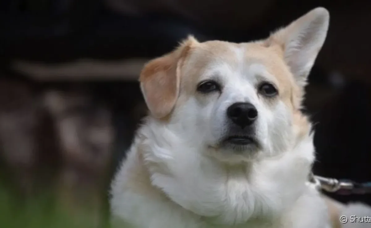Cachorro com orelha caída pode ser motivo de preocupação. Veja o por quê