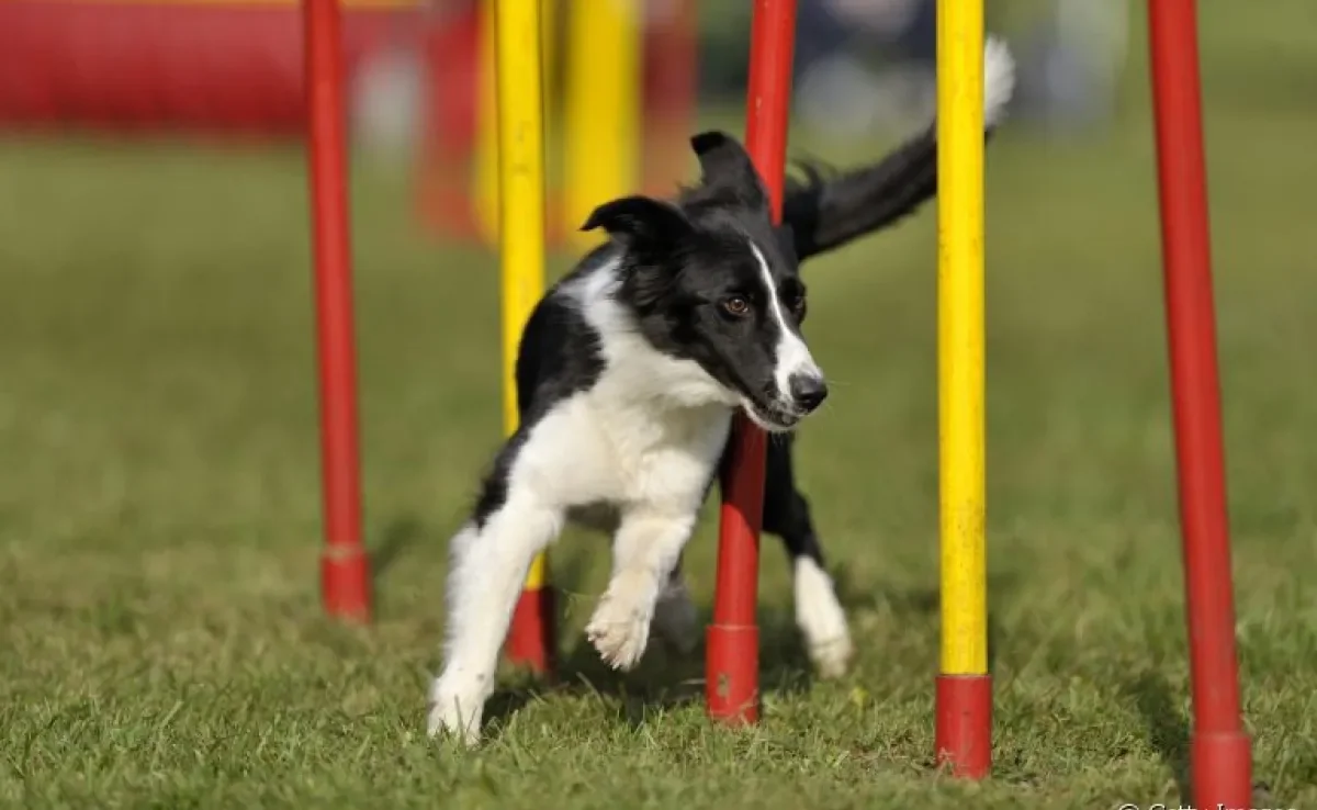 O agility, também chamado de circuito para cachorro, é uma ótima forma de exercitas cães. Saiba mais sobre o esporte!