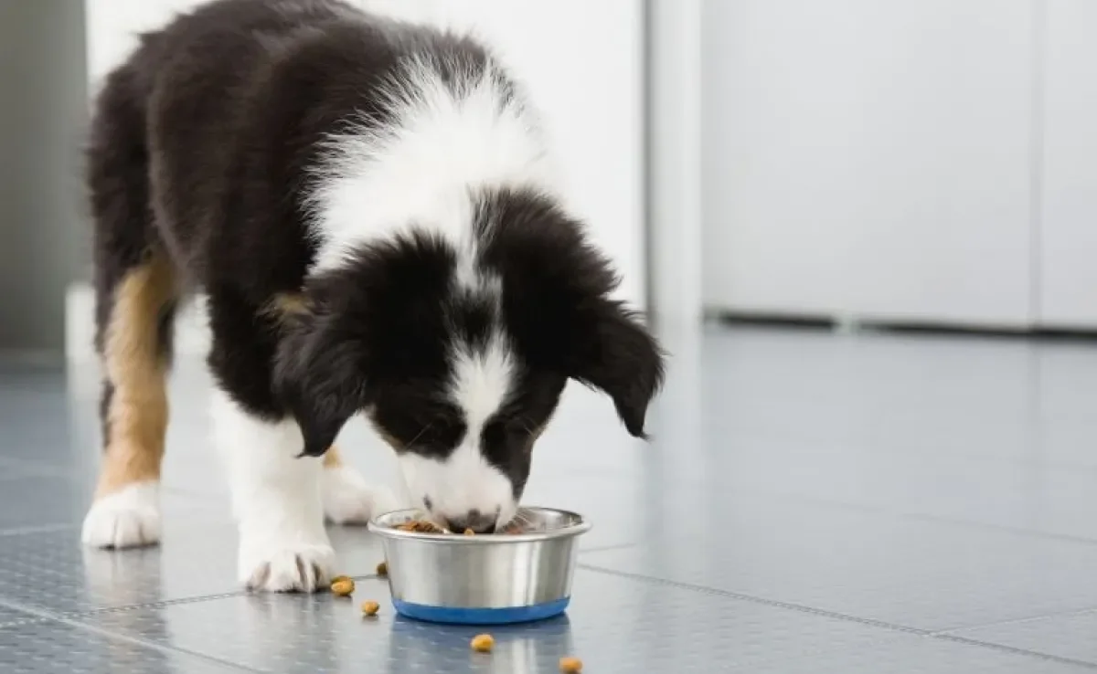 A alimentação do cachorro é fundamental para manter a saúde do seu pet. Saiba o motivo!