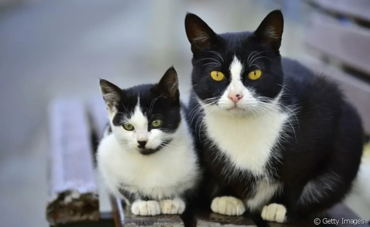Não sabe como apresentar gato filhote a um gato adulto? Confira algumas dicas!