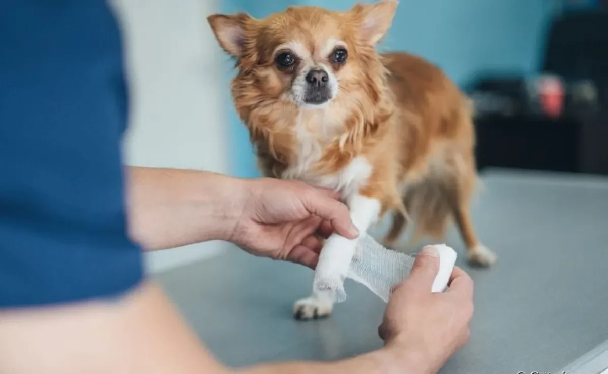 Veja algumas dicas de como tratar ferida de cachorro a seguir 