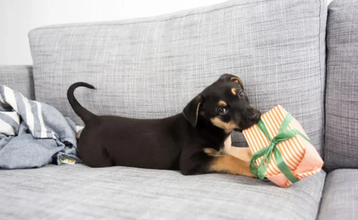 Veja opções de presente para cachorro que seu pet irá amar