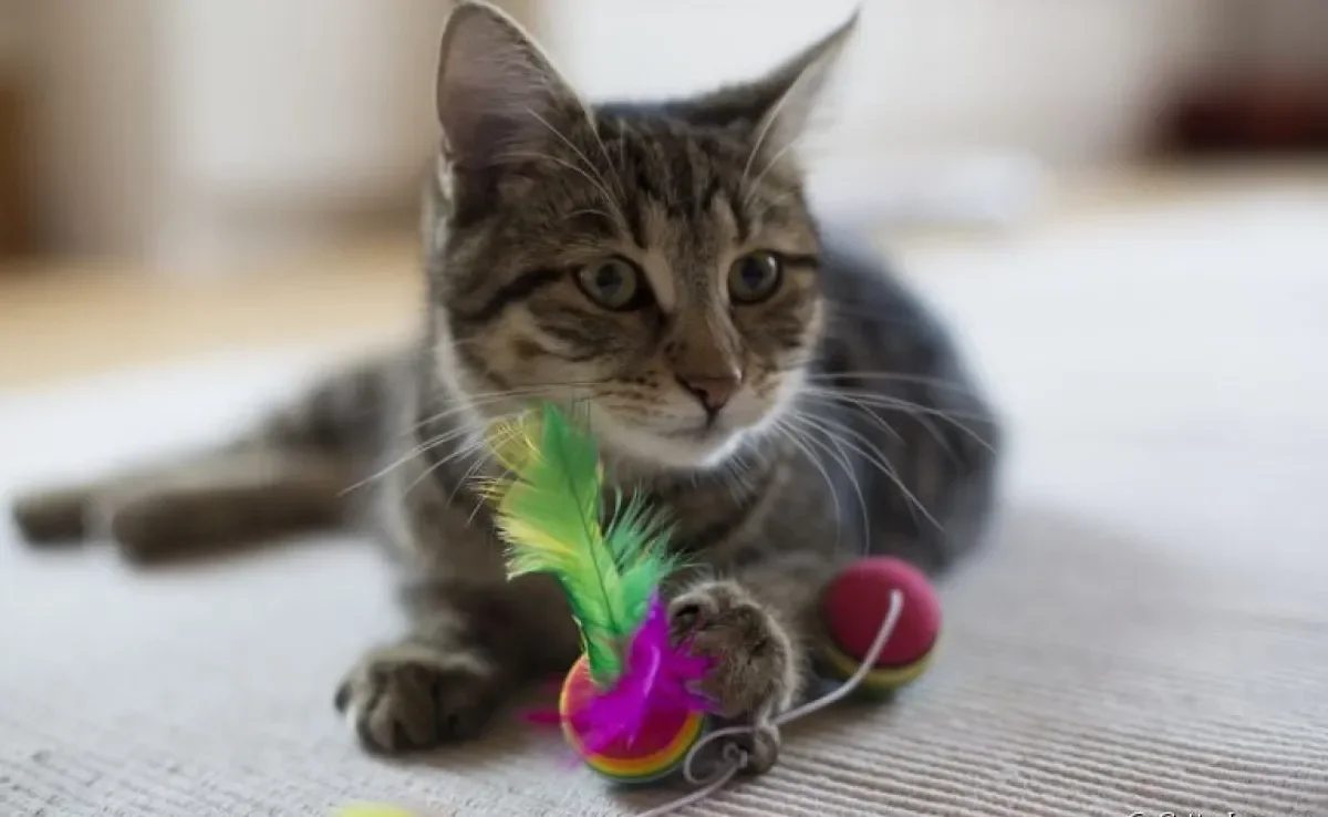 Brincadeiras para gatos: confira algumas opções divertidas para fazer seu pet se exercitar em casa