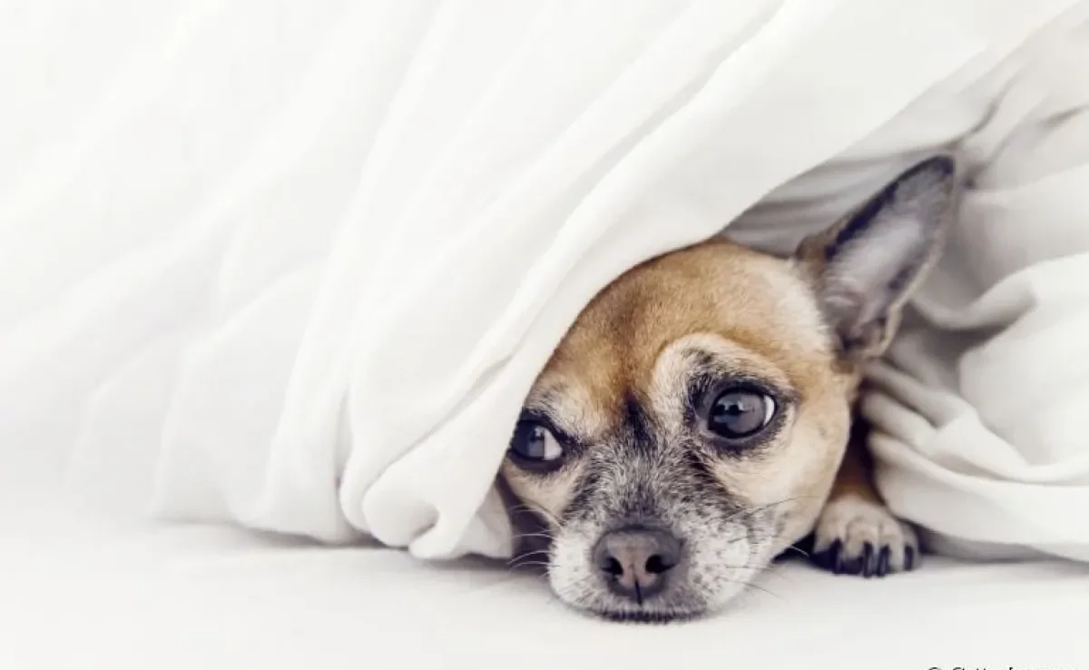 O cachorro com dor de estômago pode apresentar sintomas como letargia e prostração