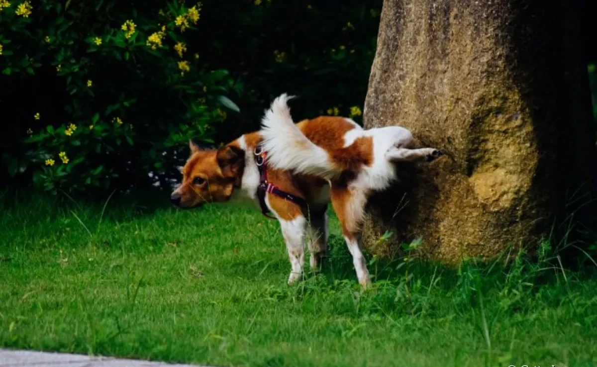 Xixi de cachorro: você sabe identificar quando seu pet quer ir ao banheiro? Veja algumas dicas!