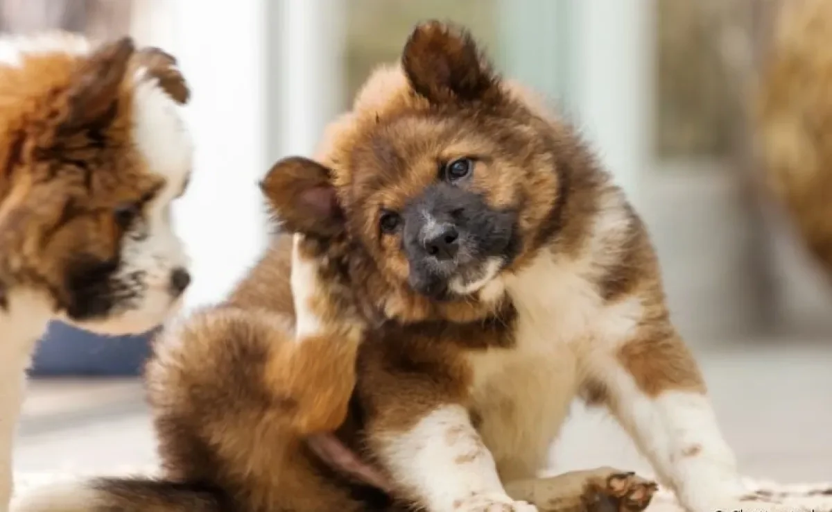 Saiba como tirar carrapato da orelha do cachorro com segurança