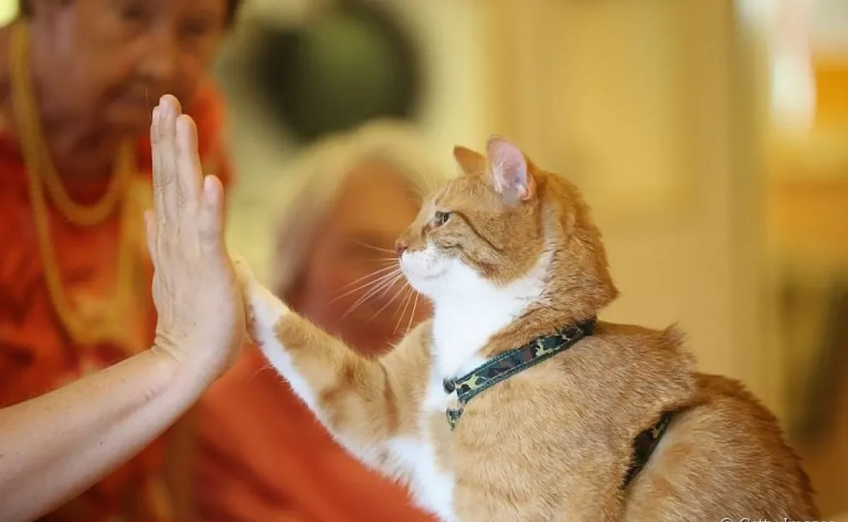  Saiba sobre a domesticação dos gatos e como o instinto selvagem ainda influencia o comportamento felino 