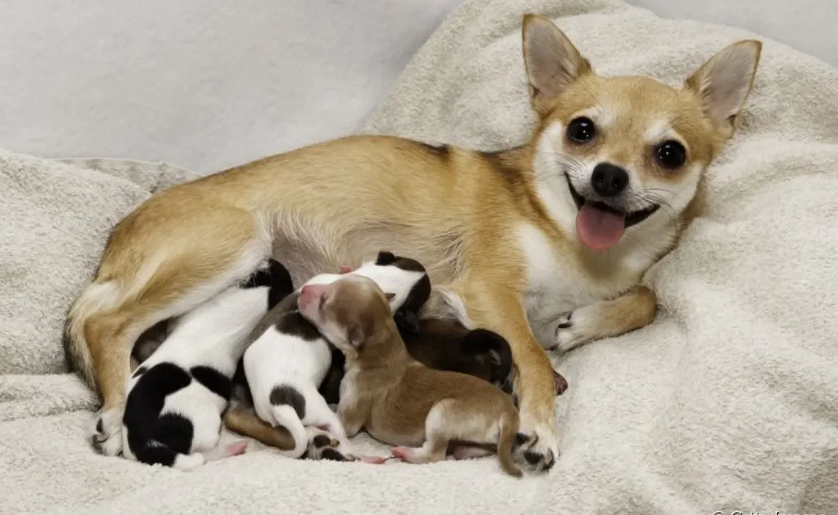 Saiba o tempo certo de separar a ninhada de cachorro da mãe
