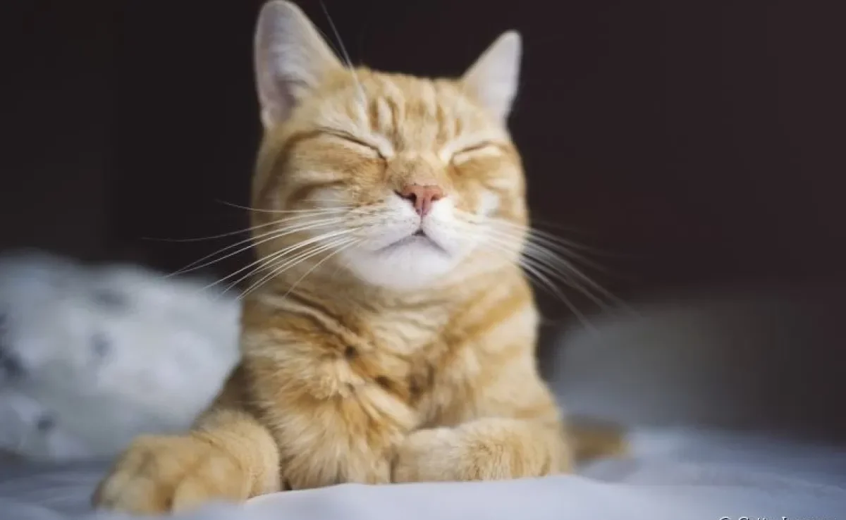 O feromônio para gato pode ser usado em diferentes ocasiões. Saiba como funciona o produto!