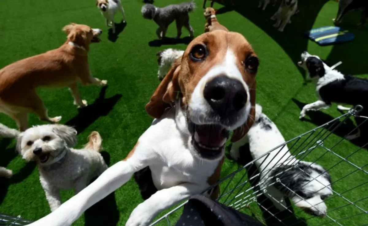 O hotel para cachorro é uma ótima alternativa para quem precisa viajar e não pode levar o pet