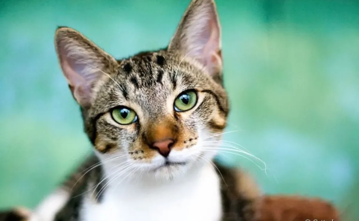 A icterícia em gatos geralmente está associada a outras doenças. Saiba mais sobre o problema!