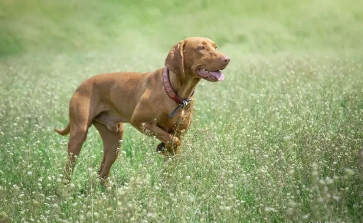 Luxação de patela em cães é um problema sério, e que pode deixar o animal mancando