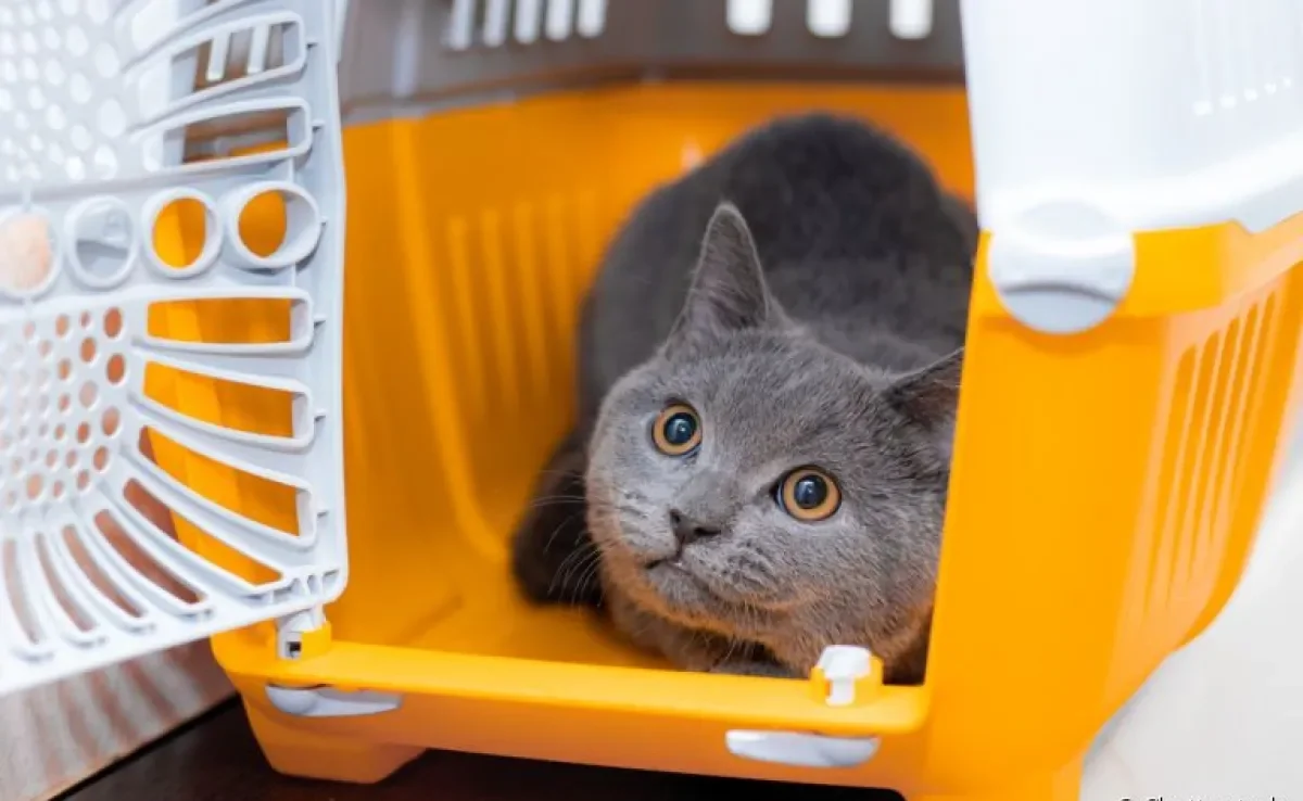 A caixa de transporte para gatos é uma forma segura de levar o seu pet para qualquer lugar