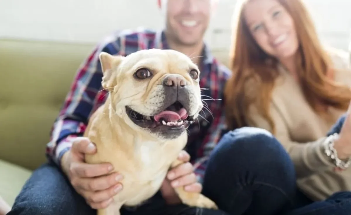 Nomes para cachorro Pug: veja algumas sugestões de como chamar o seu novo amigo