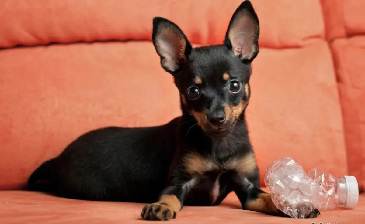 Afinal, o cachorro Pinscher é agressivo ou isso não passa de uma fama ruim?