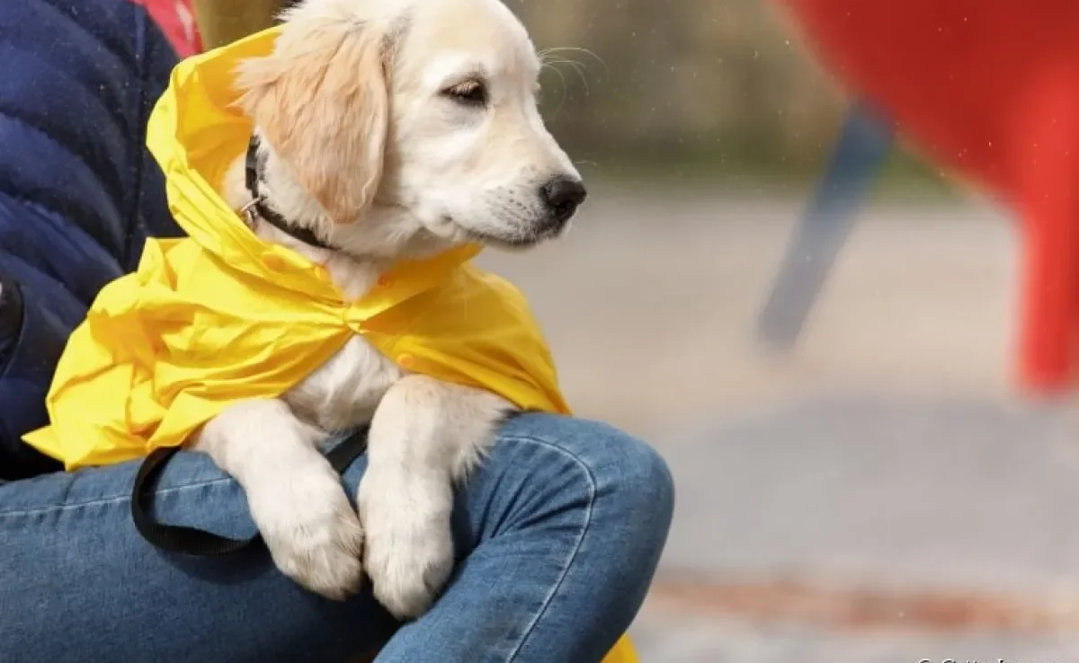 A capa de chuva para cachorro ajuda a deixar o passeio mais confortável para o animal