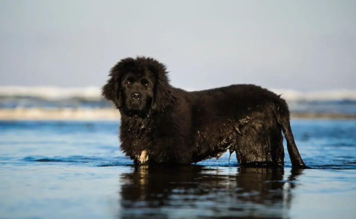 Do Terra Nova ao Golden Retriever: confira algumas raças de cachorro que adoram nadar