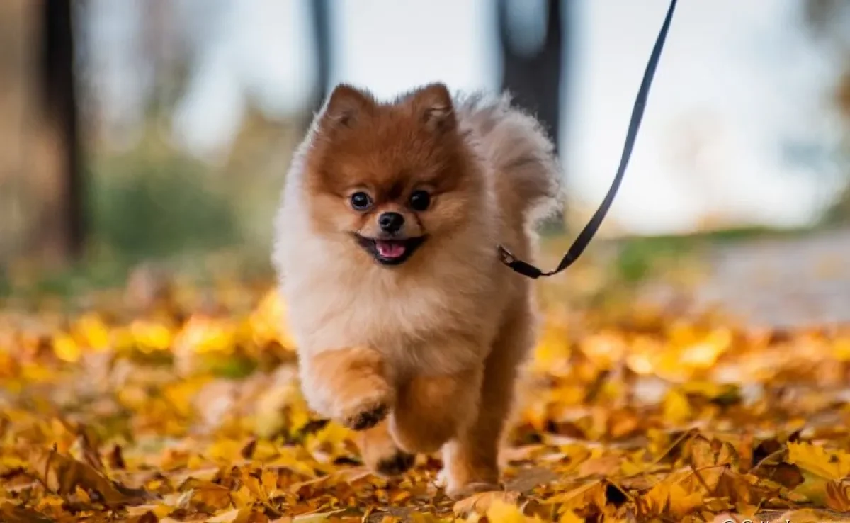 Do Spitz Alemão ao Chow Chow: veja algumas raças de cachorro que sofrem com o calor