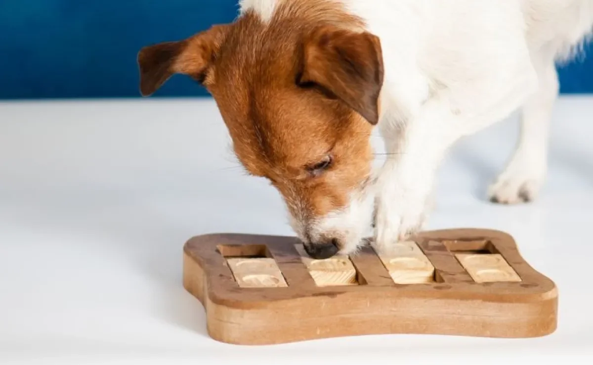 Já conhece o quebra-cabeça para cachorro? Saiba mais sobre esse brinquedo!