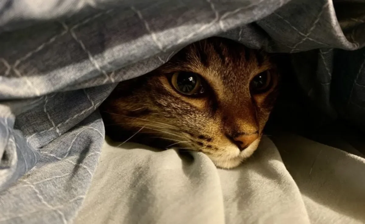 Se gato já se perdeu dentro de casa? Essa é uma situação bem comum e alguns tutores contaram essas histórias "desesperadoras"