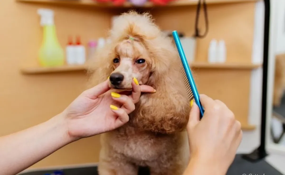 Saiba quais cuidados interferem na saúde da pelagem de cachorro