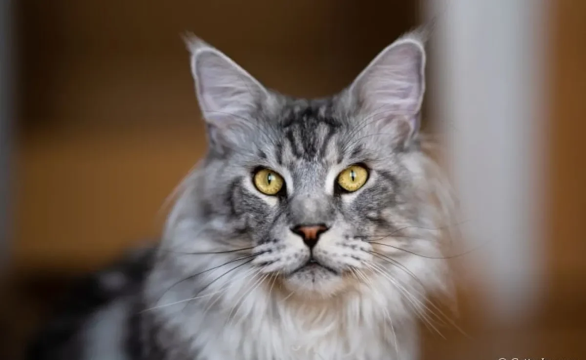 Os gatos da raça Maine Coon podem parecer intimidadores, mas são muito dóceis e amigáveis