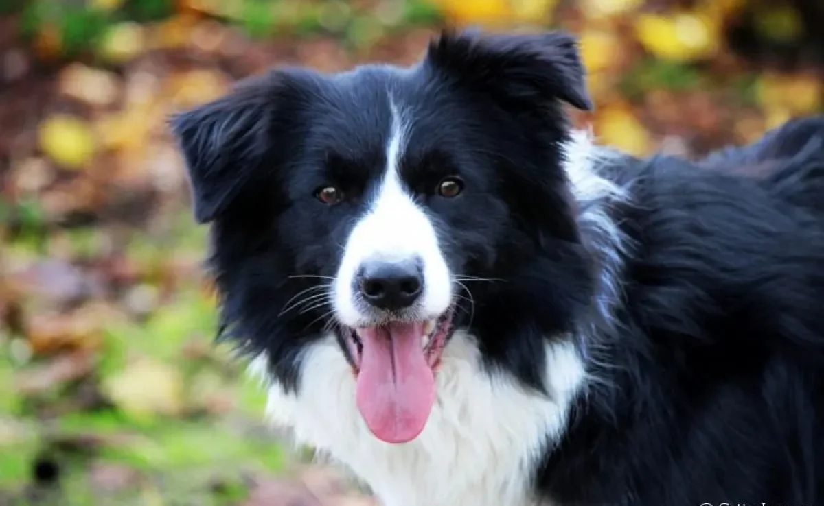 O Border Collie é uma das raças de cachorro mais inteligentes que existe. Veja o que esses cães podem fazer