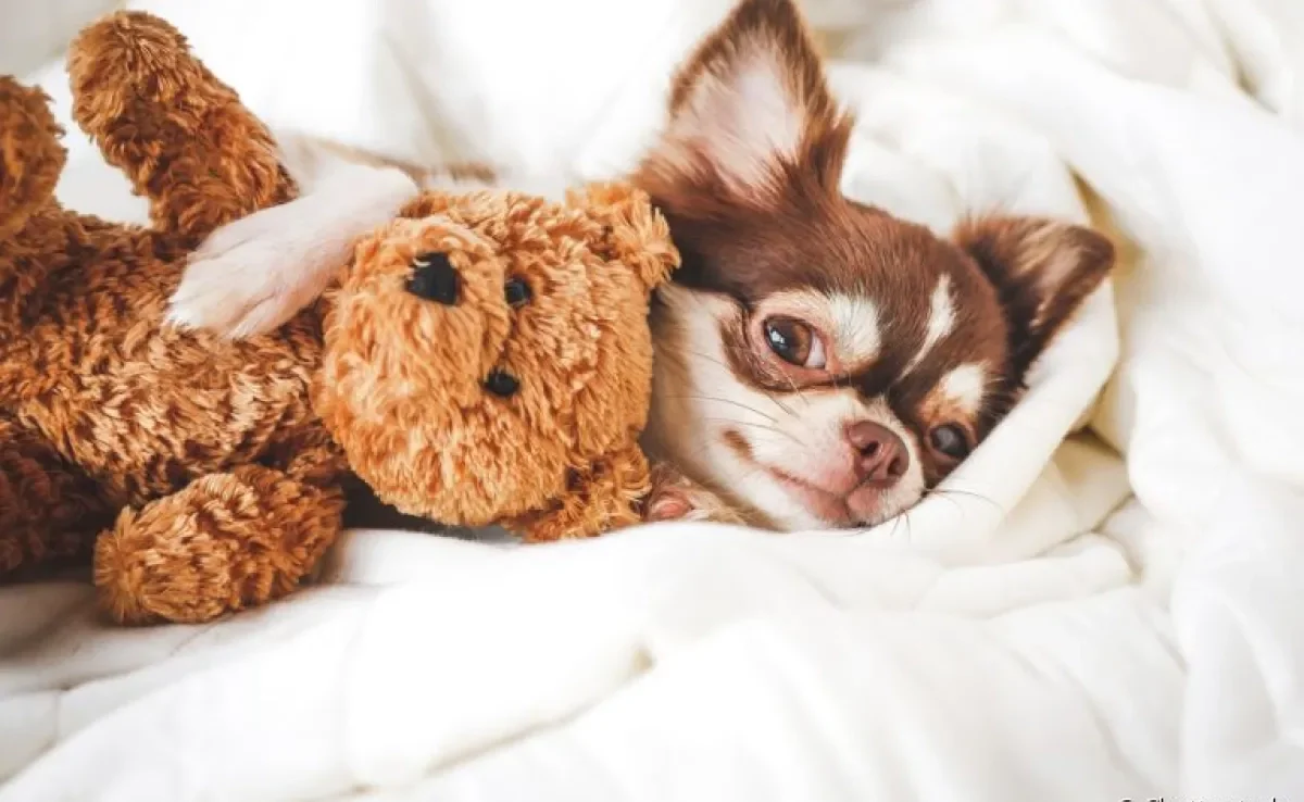 Conheça as melhores opções de brinquedos para cachorro filhote