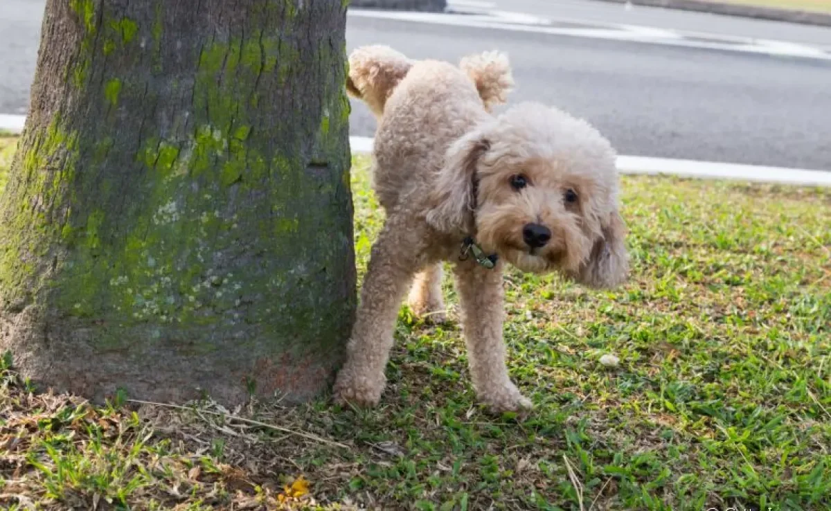 É normal o cachorro castrado marcar território?