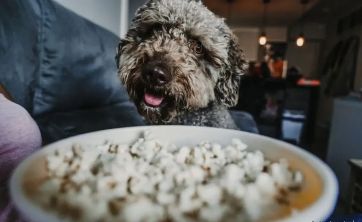 Será que pode dar pipoca para cachorro? Descubra!