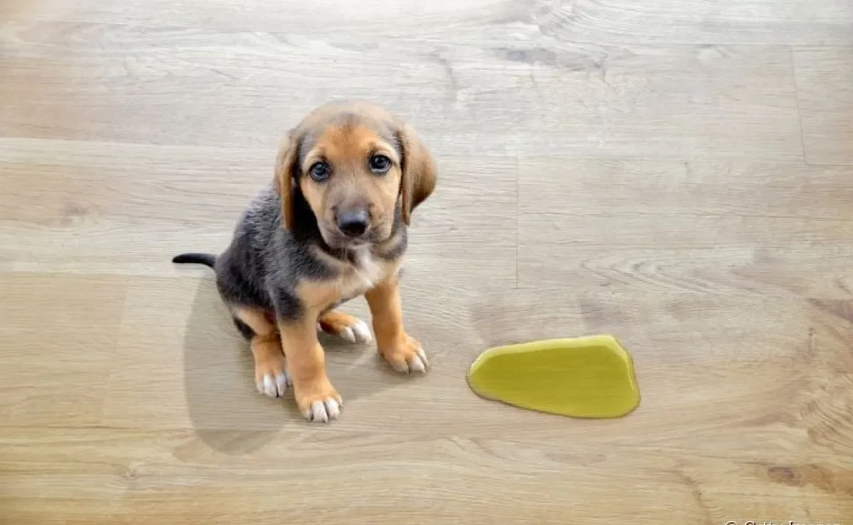Cachorro fazendo xixi fora do lugar depois de mudar de casa? Saiba como corrigir esse comportamento!