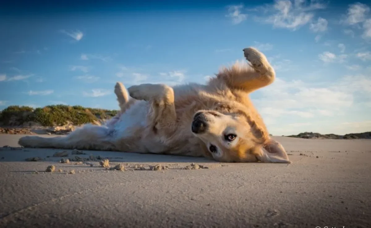 Entenda como ensinar o cachorro a fingir de morto e rolar