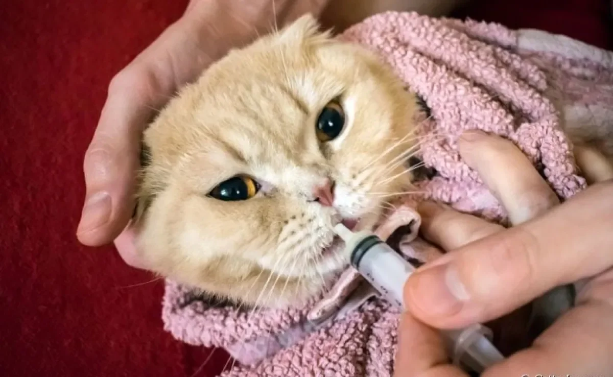 Dar remédio para gato é sempre um desafio para os tutores