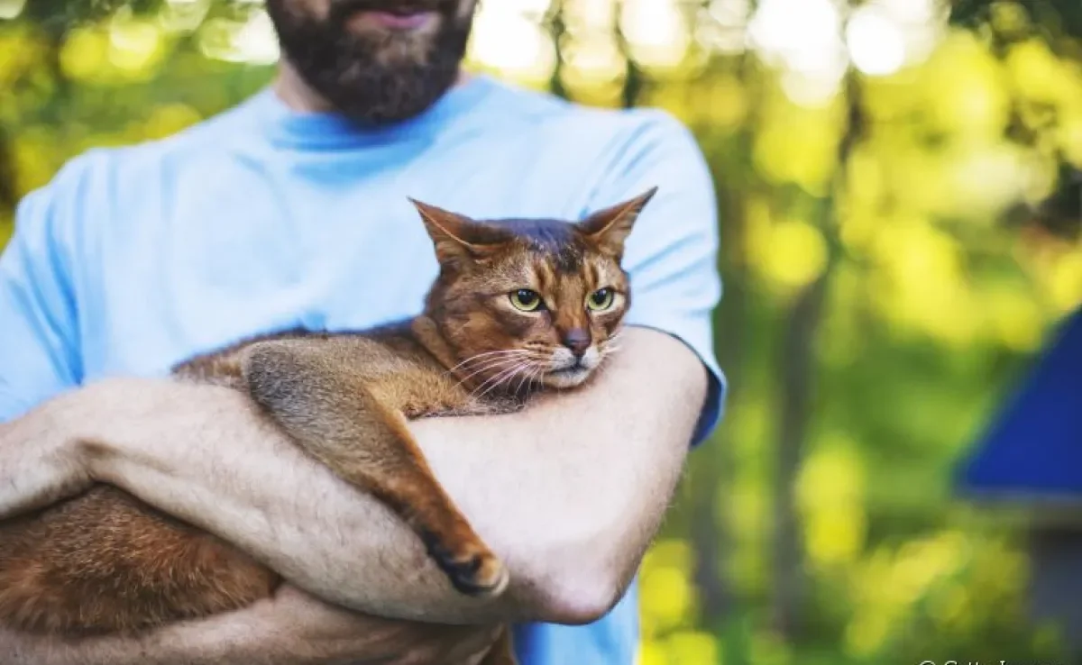 Veja dicas de como segurar um gato corretamente