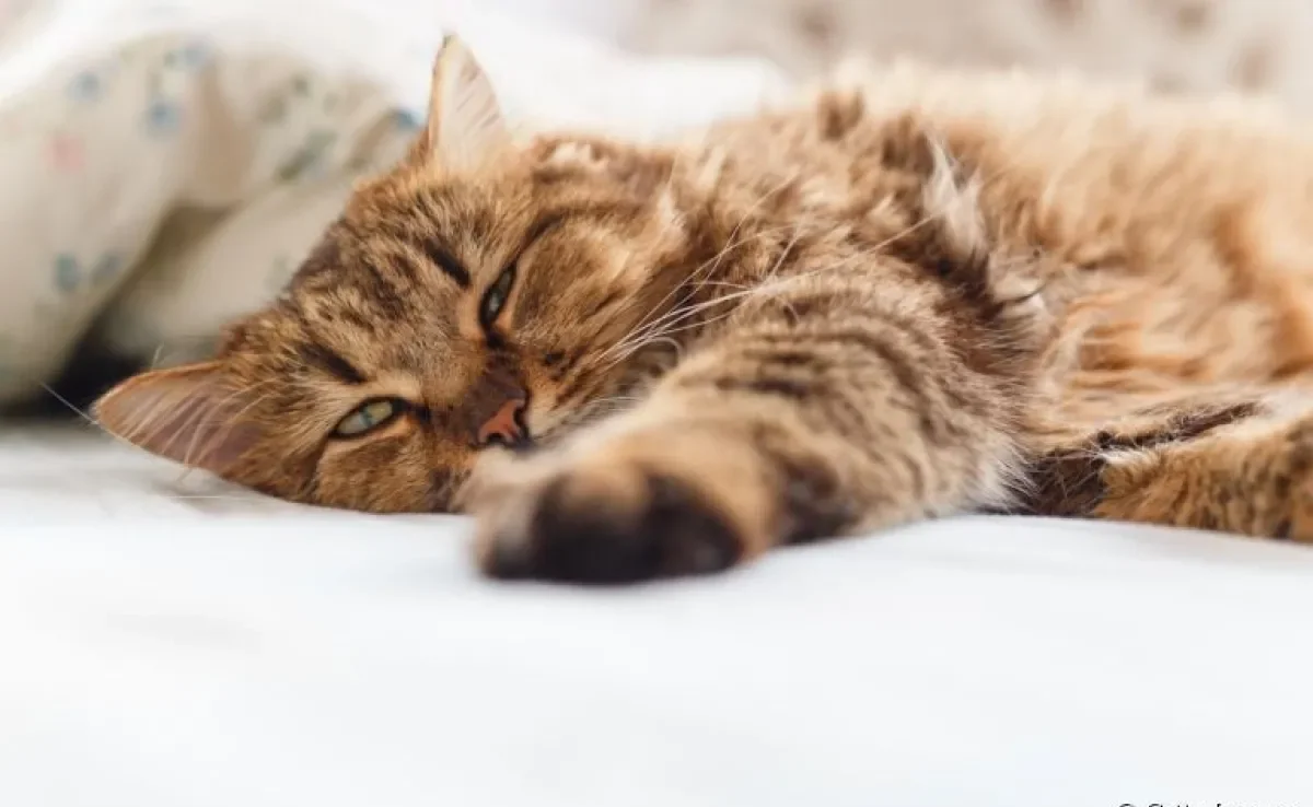 Apesar do nome difícil, o complexo respiratório felino é um problema muito comum