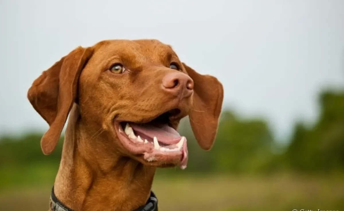 Cachorro quebrou o dente? Veja quais são as possíveis razões por trás disso