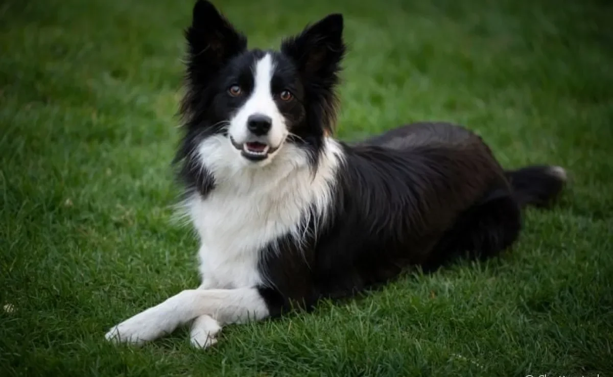 Adestramento de cães: saiba quais raças aprendem truques e ensinamentos mais rápido