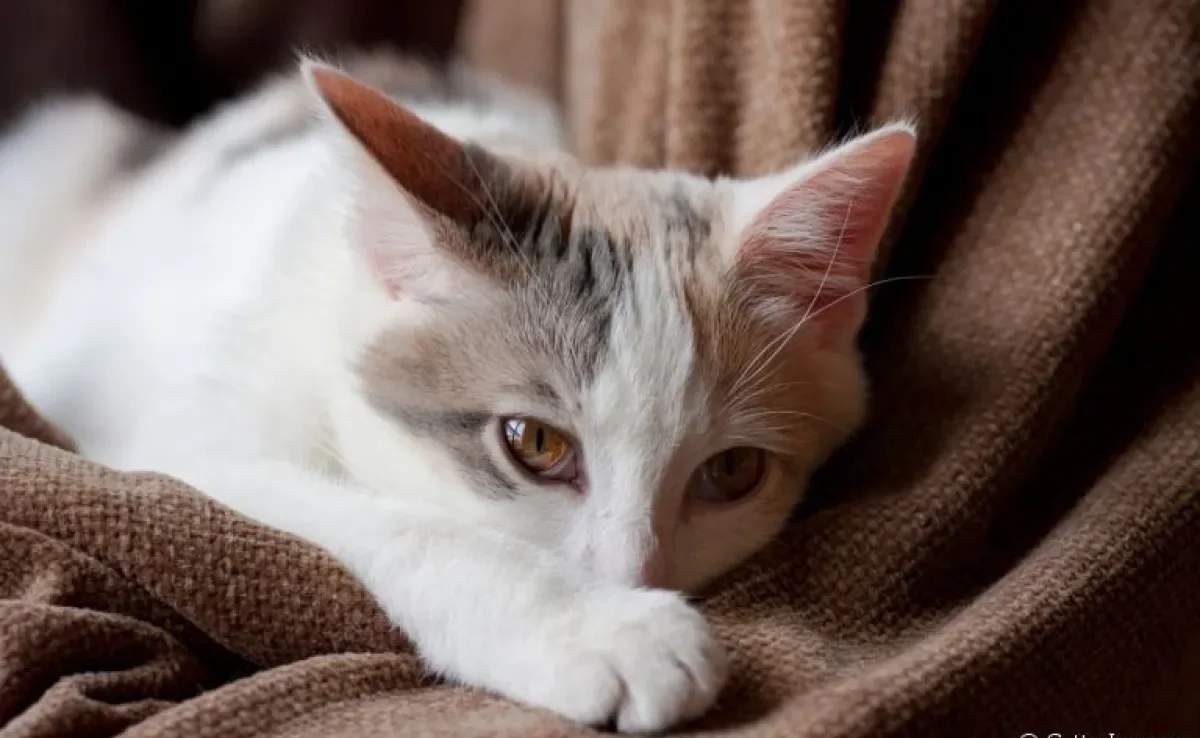 Intoxicação em gatos: entenda quais as reações mais comuns no organismo felino