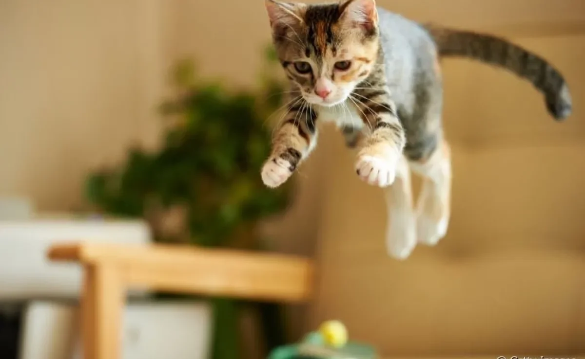 Você já deve ter ouvido falar que o gato tem 7 vidas, não é mesmo? Entenda o que gerou essa história!