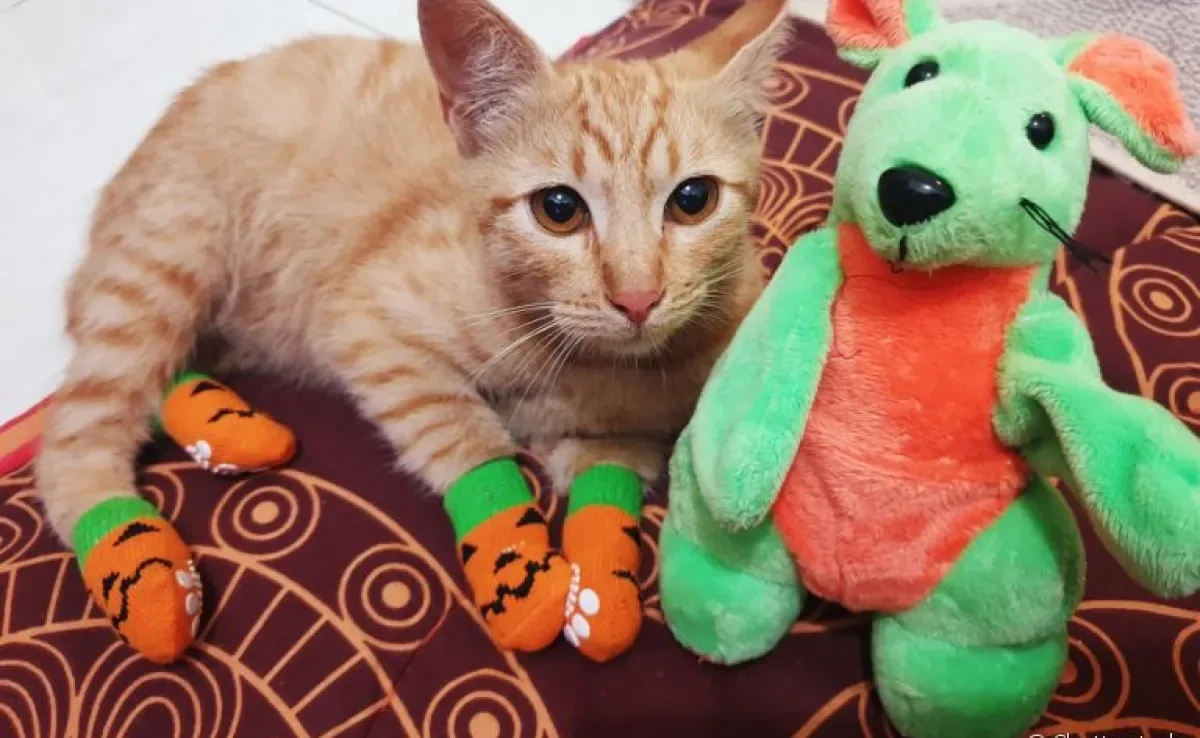 A meia para gato pode deixar o animal super fofo, mas será que prejudica seus instintos?