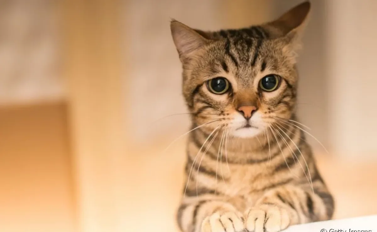 A micoplasmose felina nem sempre é sintomática
